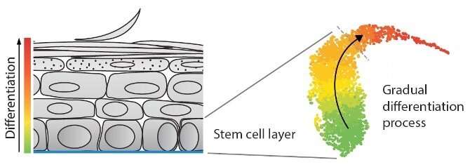 Capturing the onset of stem cell differentiation in the skin