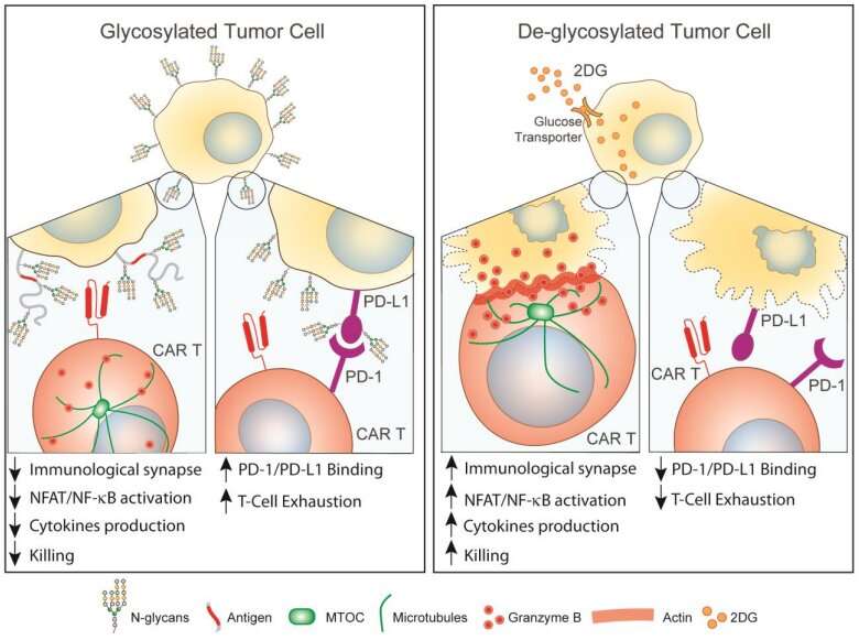 CAR T cell immunotherapy for soild tumors? First, you have to break the cancers' sugar shield 
