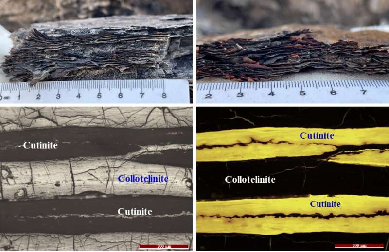 Carboniferous cutinite-rich coals from the Hequ area, China