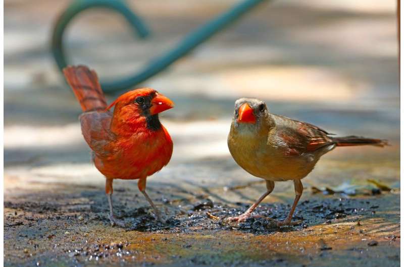 cardinal pair