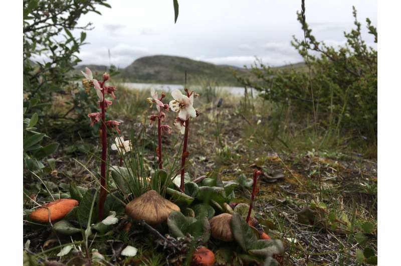 اثرات آب و هوای بافر Caribou و Muskoxen برای گیاهان کمیاب