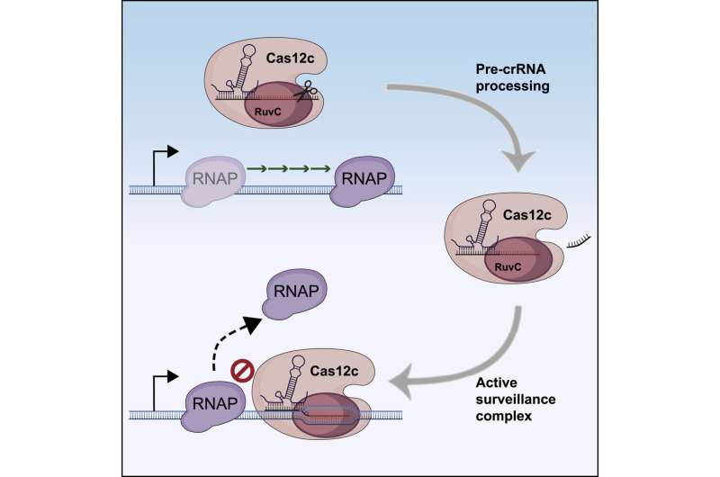 Cas12c provides antiviral immunity without the need to cut DNA