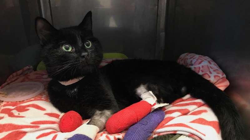 Cats injured in wildfires at risk of deadly blood clots