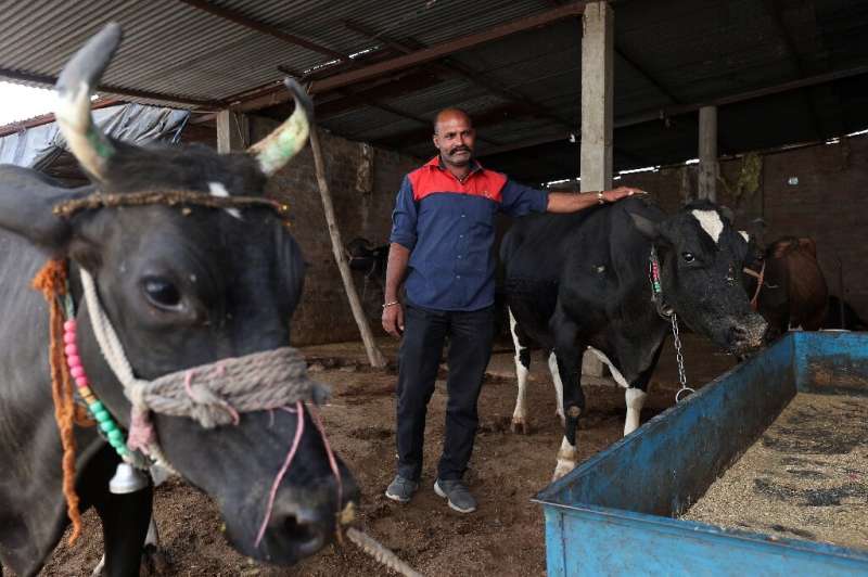 Cattle droppings from Suresh Sisodia's farm are carted to the plant, where they are mixed with household waste to produce flamma