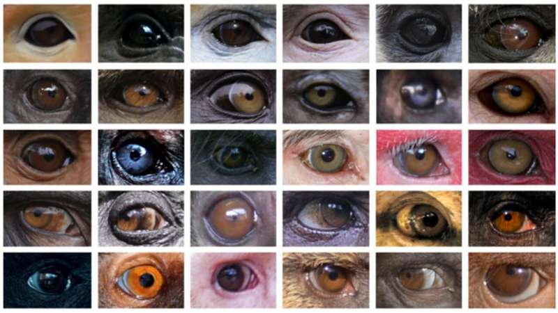 Causes of eye color variation in primates