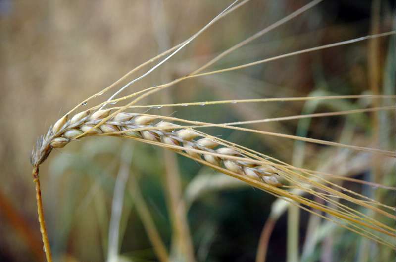 Celebrated barley came from a single plant