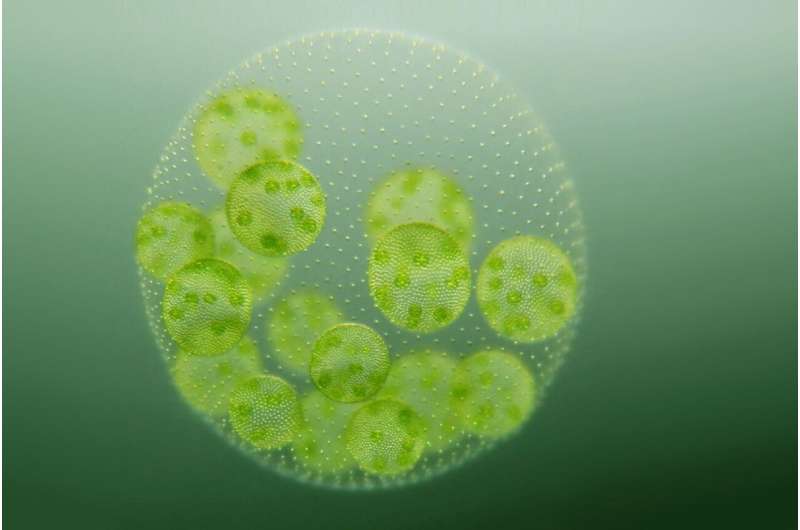 Cell division in microalgae — mitosis revealed in detail for the first time