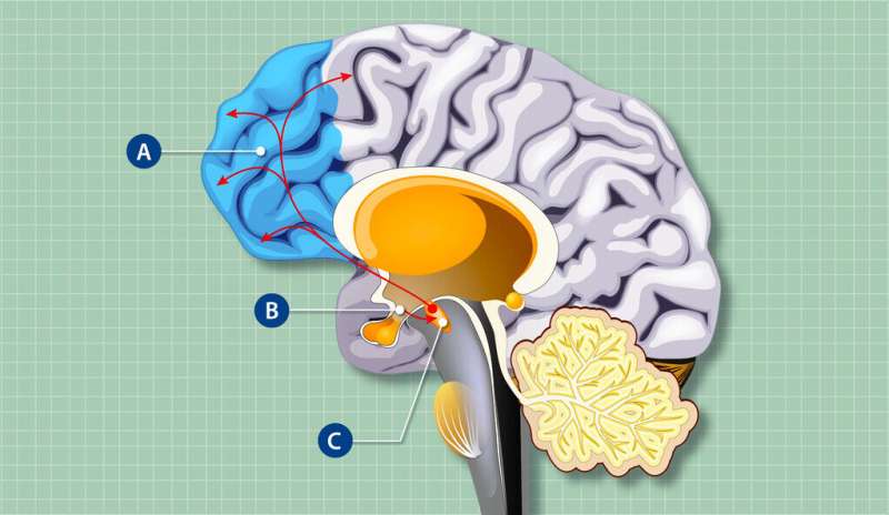 控制饥饿的细胞影响大脑结构和功能