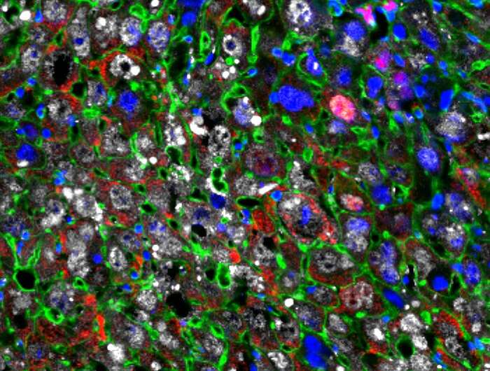 Cellular regeneration therapy restores damaged liver tissue faster than ever