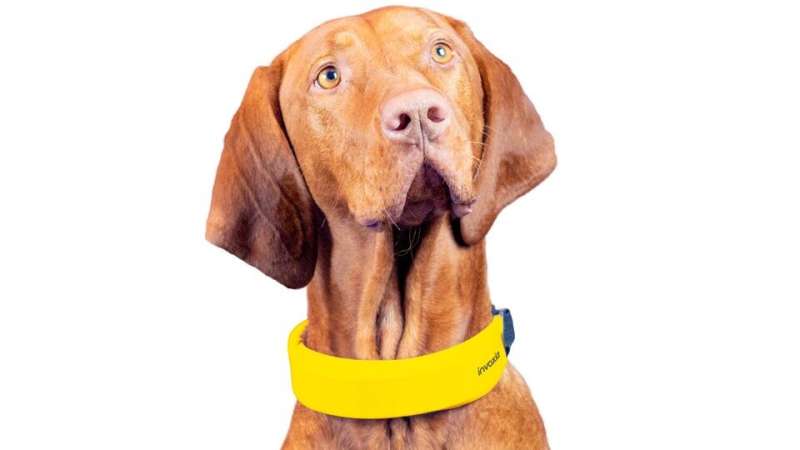 CES 2022: Invoxia smart collar proof your dogs can wear fitness trackers, too