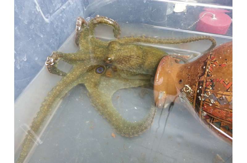Changes in cholesterol production lead to tragic octopus death spiral