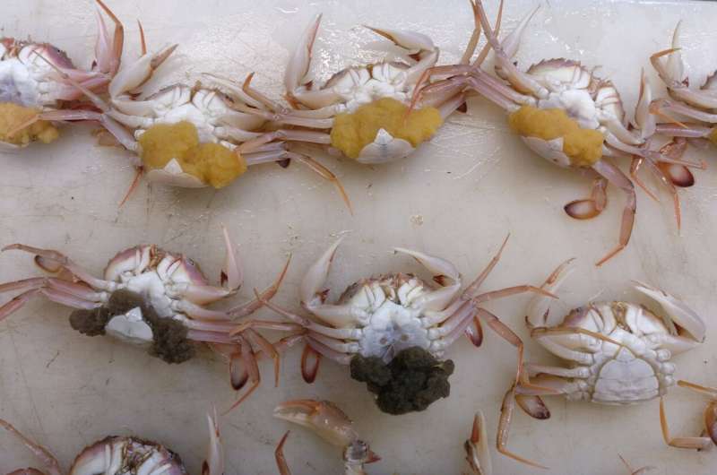 Changes in oceanographic fronts affect the gene flow among marine crab populations