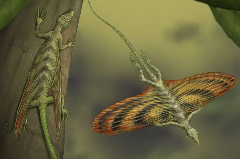 Новое исследование предполагает, что изменения в кроне дерева способствовали эволюции первой в мире планирующей рептилии.