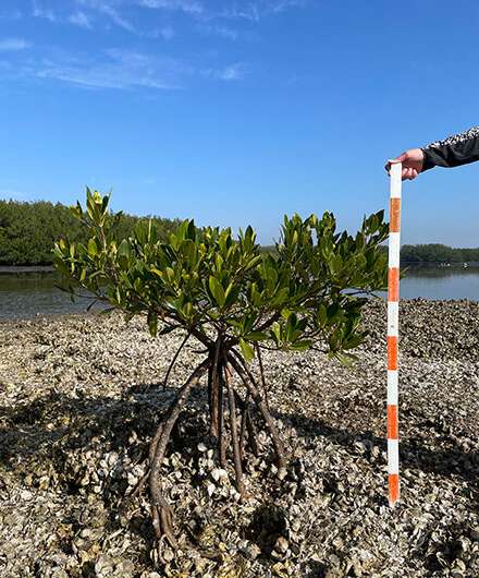 Changes to Florida's climate threaten oyster reefs, researchers warn