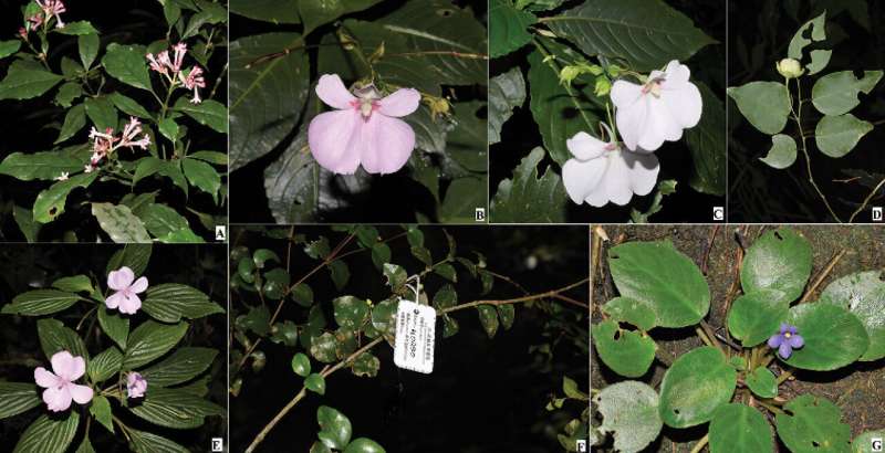 Checklist of vascular plants unveils flora of Taita Hills in Kenya