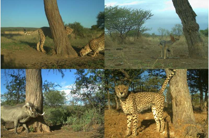 Cheetah marking trees are hotspots for communication also for other species
