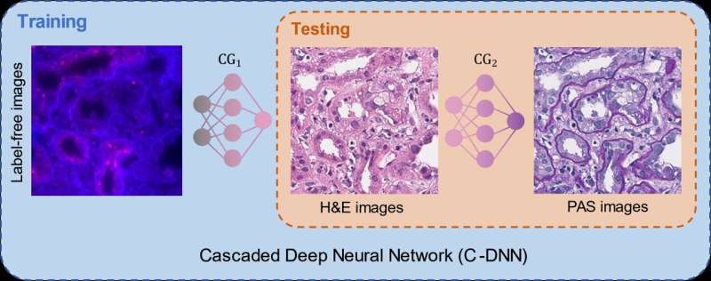 Chemical-free Re-staining of Tissue using Deep Learning