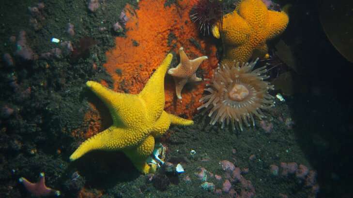 Chemical weapons may not protect Antarctic seafloor animals and their value for drug discovery