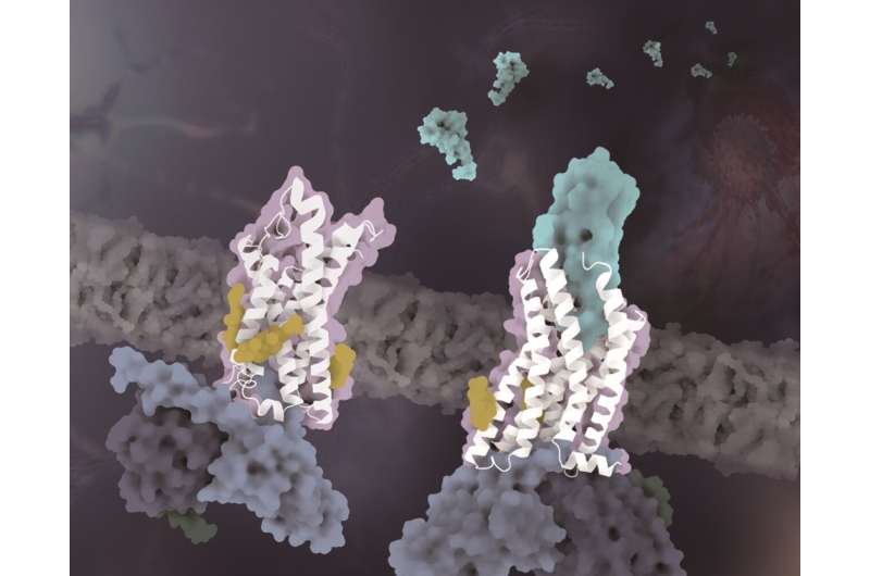 Chemokine receptor CX3CR1 structures uncover mechanism of cholesterol regulation in activation