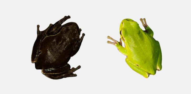 Chernobyl black frogs reveal evolution in action