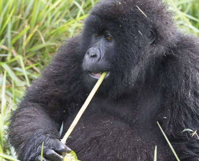Chew on this: Personalized health care for mountain gorillas