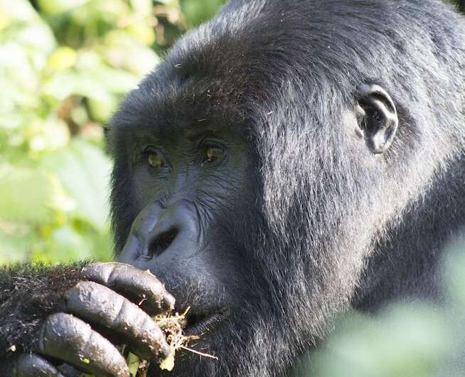 Chew on this: Personalized health care for mountain gorillas