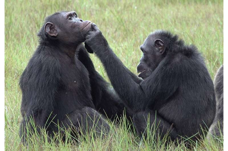 Chimpanzees apply insects to wounds, a potential case of medication?