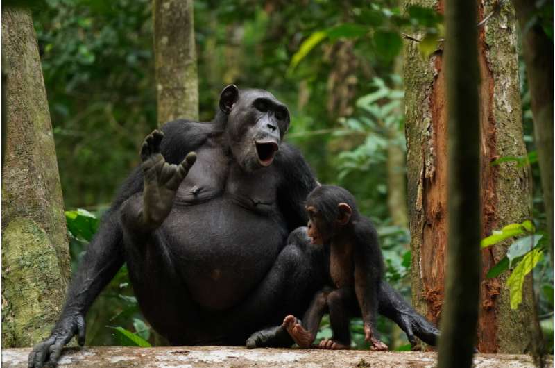 Chimpanzees combine calls to form numerous vocal sequences