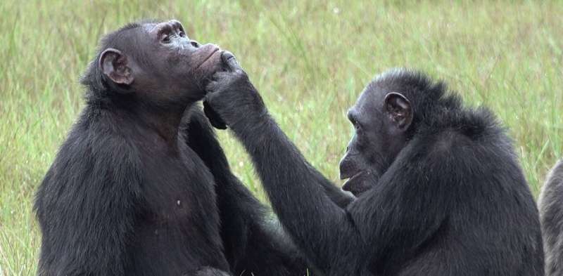 Chimpanzees rub insects on open wounds – new research suggests treating others may not be uniquely human