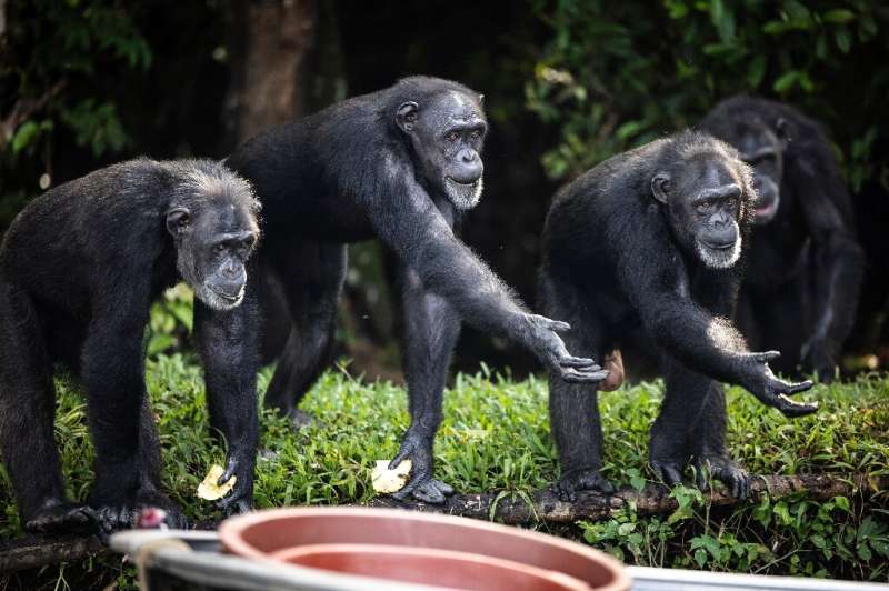 Chimps on one of the islands hold out their hands to catch food