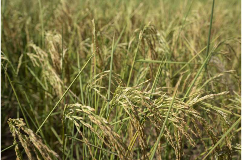 China planea siembra de nubes para proteger cultivos de granos de la sequía