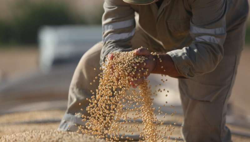China shifting GM policy to grow more corn, soybean