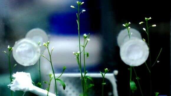 Chinese astronauts successfully grow rice in space
