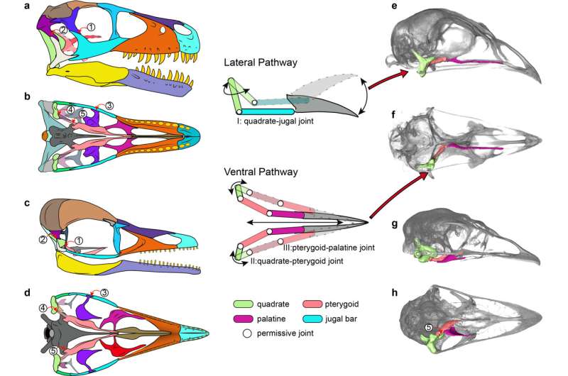Chinese fossil shows modern bird skull evolved from a mixture of dinosaur and bird features