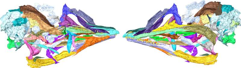 Chinese fossil shows modern bird skull evolved from a mixture of dinosaur and bird features