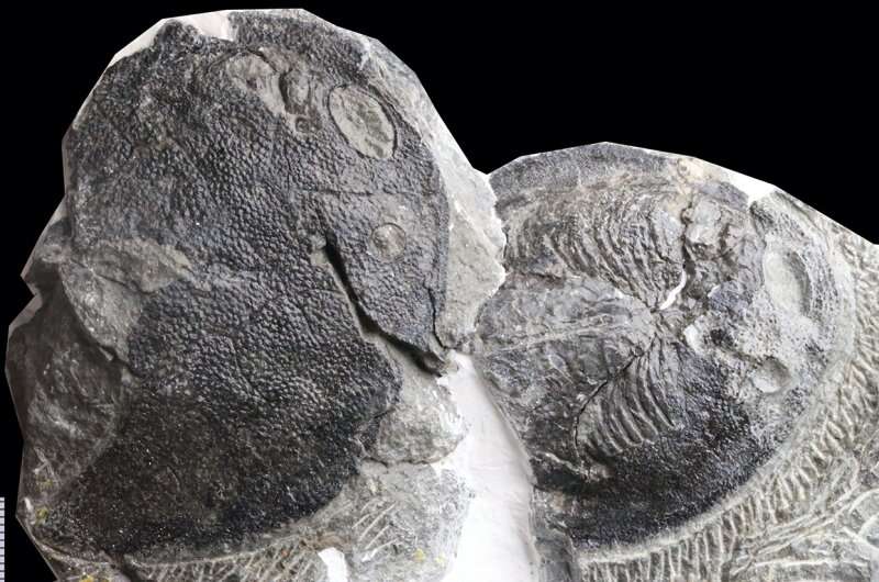Chinese fossils show human middle ear evolved from fish gills
