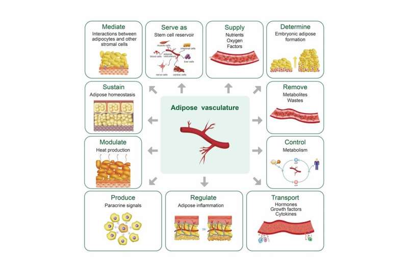 Chinese Medical Journal editorial probes into the role of blood vessels in treating obesity-related disorders
