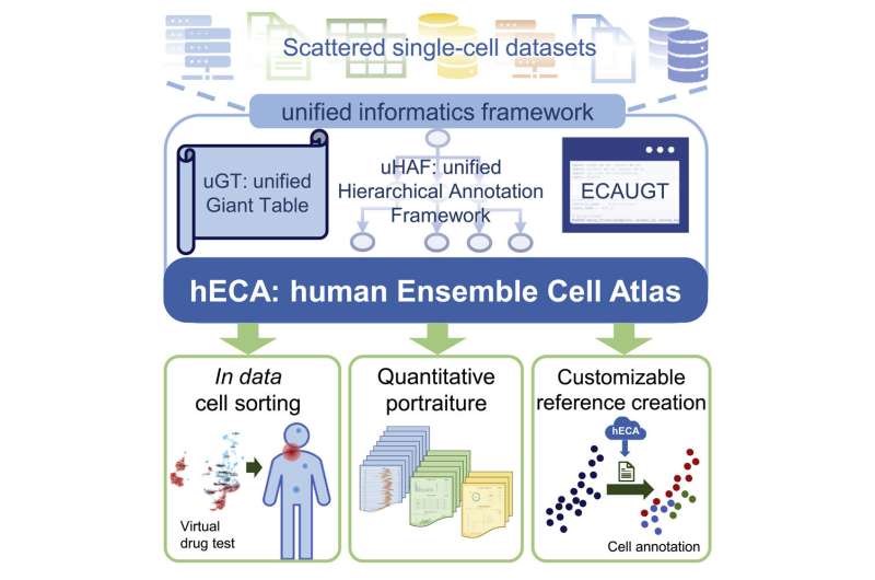 Chinese researchers build cell atlas using scattered single-cell datasets