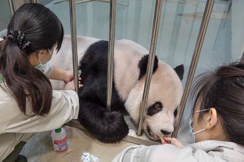 Chinese veterinary experts have been invited to Taiwan for a rare visit between the two sides after a male panda was moved into 