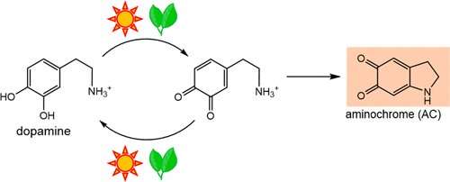 Chlorophyll may biochemically recycle antioxidants