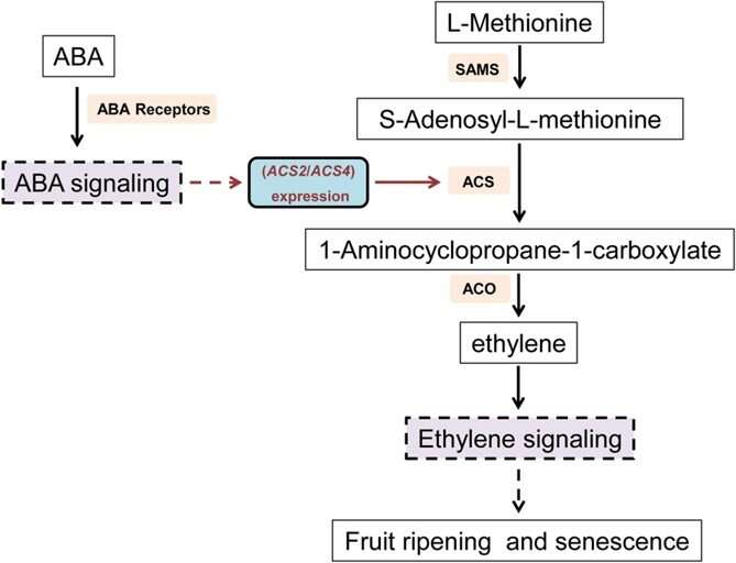 Chongqing University reveals interactions between ABA and ethylene signaling during tomato fruit ripening