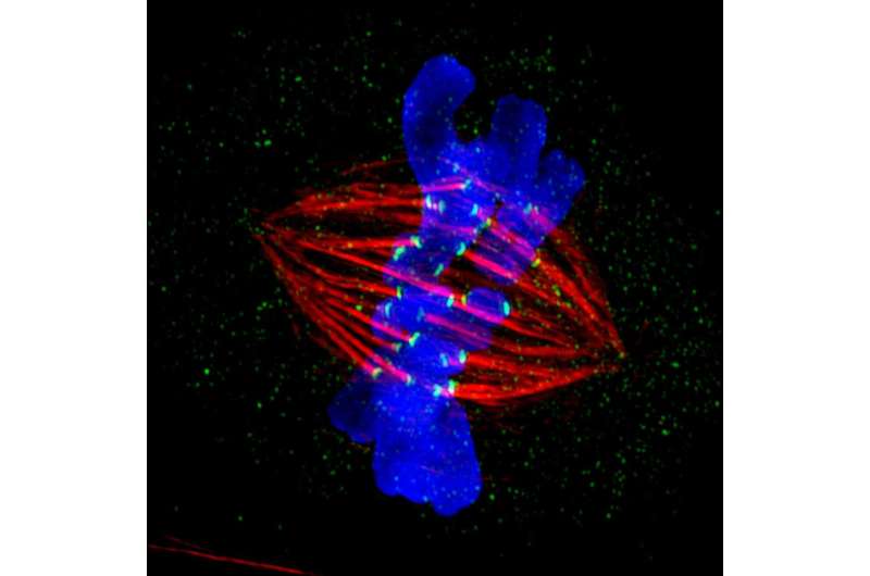 Chung-Ang University researchers unravel role of cohesins in embryonic stem cell division