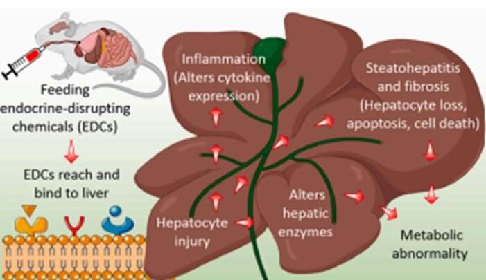 Chung-Ang University study reports hepatic toxicity from endocrine disrupting chemical mixtures