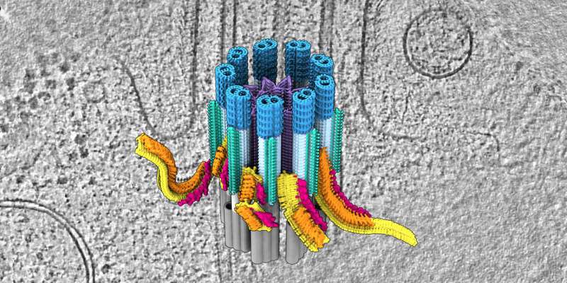 Cilia in 3D: Miniature train station discovered