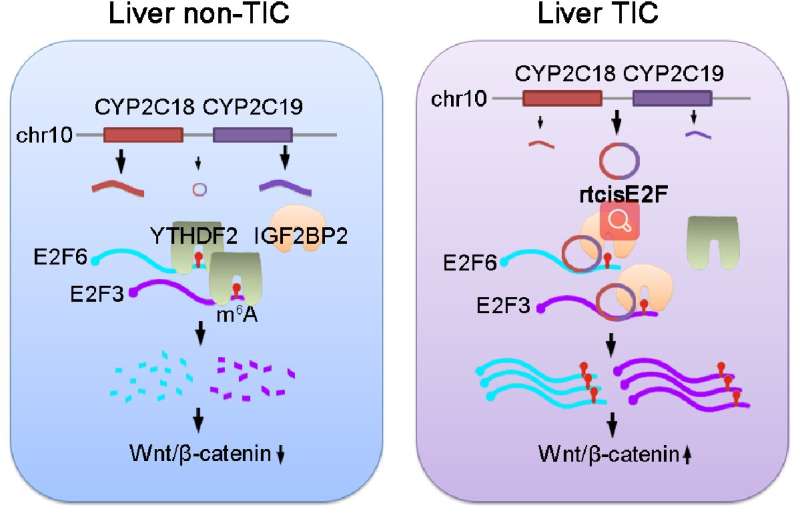 circRNA rtcisE2F regulates the self-renewal of liver tumor-initiating cell by crosstalking with RNA m6A modification