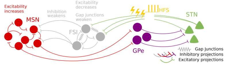 Circuit model may explain how deep brain stimulation treats Parkinson's disease symptoms