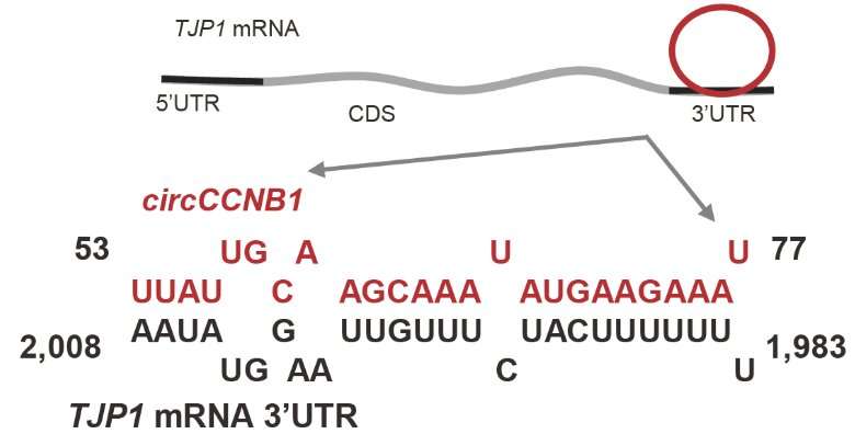 环状RNA circCCNB1抑制鼻咽癌的迁移和入侵通过绑定和稳定TJP1信使RNA