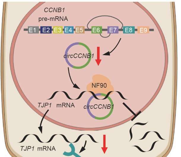 环状RNA circCCNB1抑制鼻咽癌的迁移和入侵通过绑定和稳定TJP1信使RNA