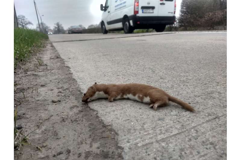 Citizen science data are crucial to understand wildlife roadkill, demonstrates a study in Flanders