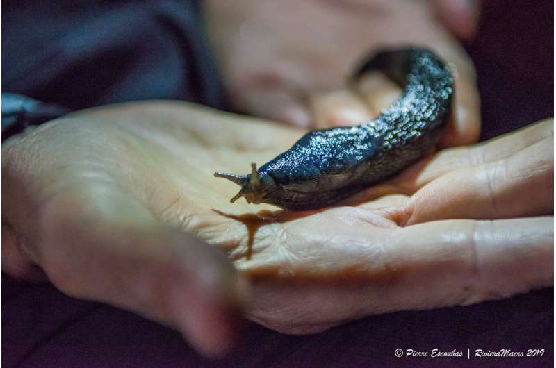 Citizen scientists from three continents help discover a new, giant slug from Europe
